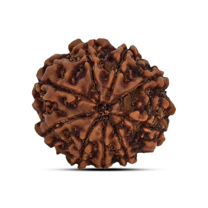9 Mukhi Rudraksha (Nepal) 19.33 MM