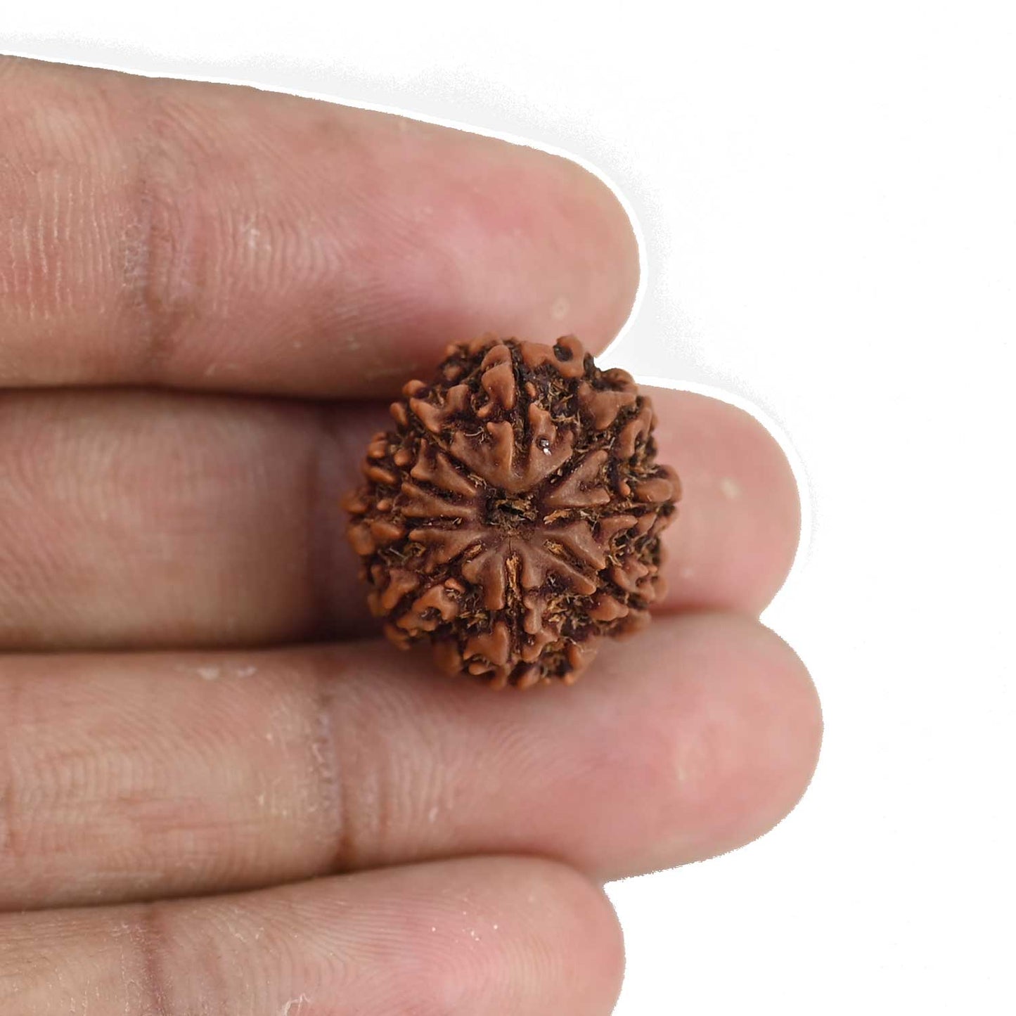 9 Mukhi Rudraksha (Nepal) 19.33 MM
