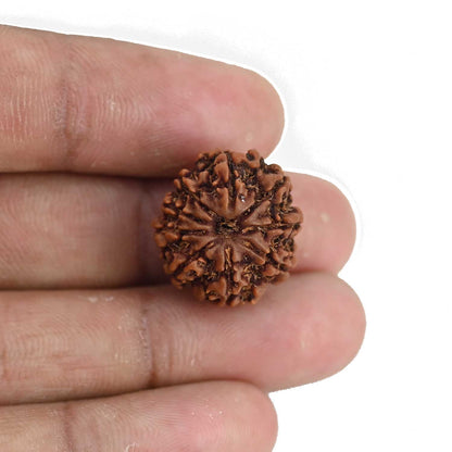 9 Mukhi Rudraksha (Nepal) 19.33 MM