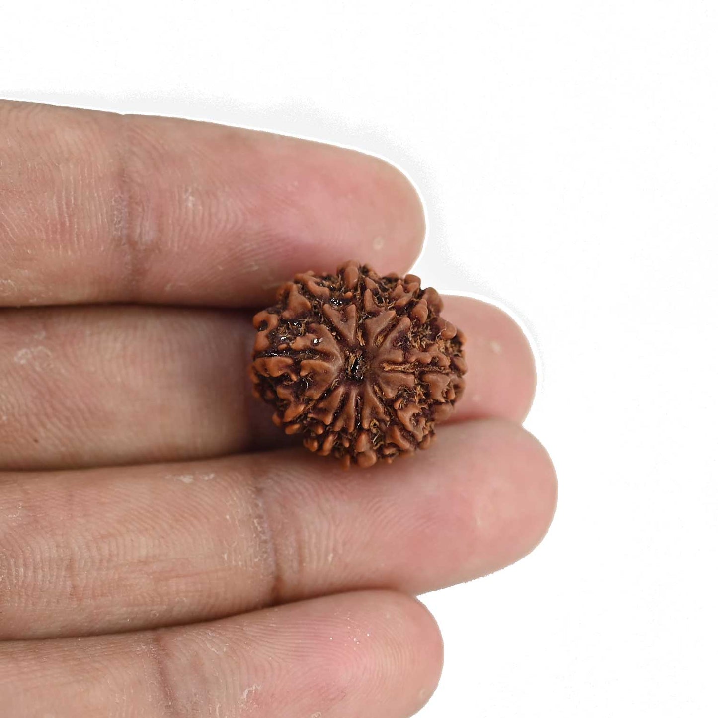 9 Mukhi Rudraksha (Nepal) 19.33 MM