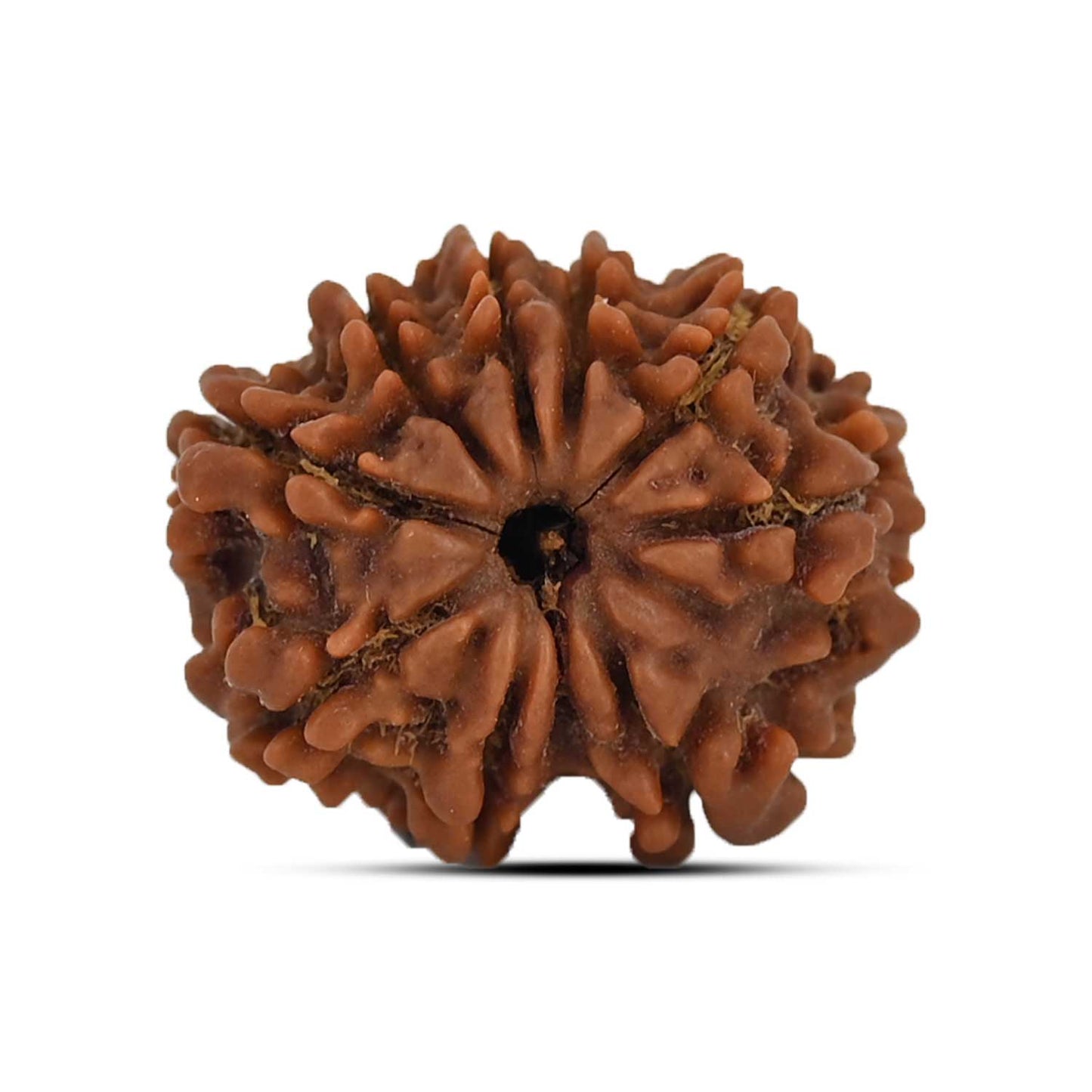 9 Mukhi Rudraksha (Nepal) 20.71 MM
