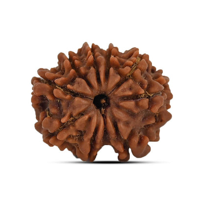 9 Mukhi Rudraksha (Nepal) 20.71 MM