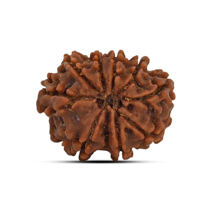 9 Mukhi Rudraksha (Nepal) 20.71 MM