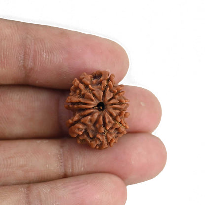 9 Mukhi Rudraksha (Nepal) 20.71 MM