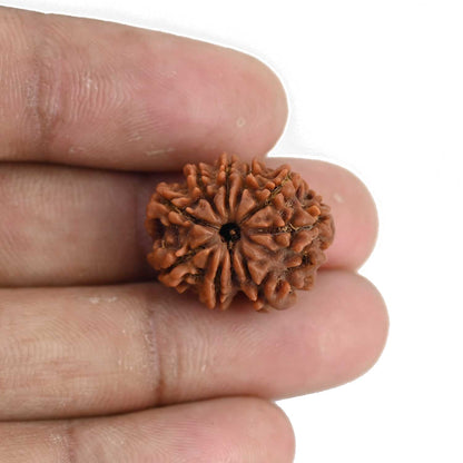 9 Mukhi Rudraksha (Nepal) 20.71 MM
