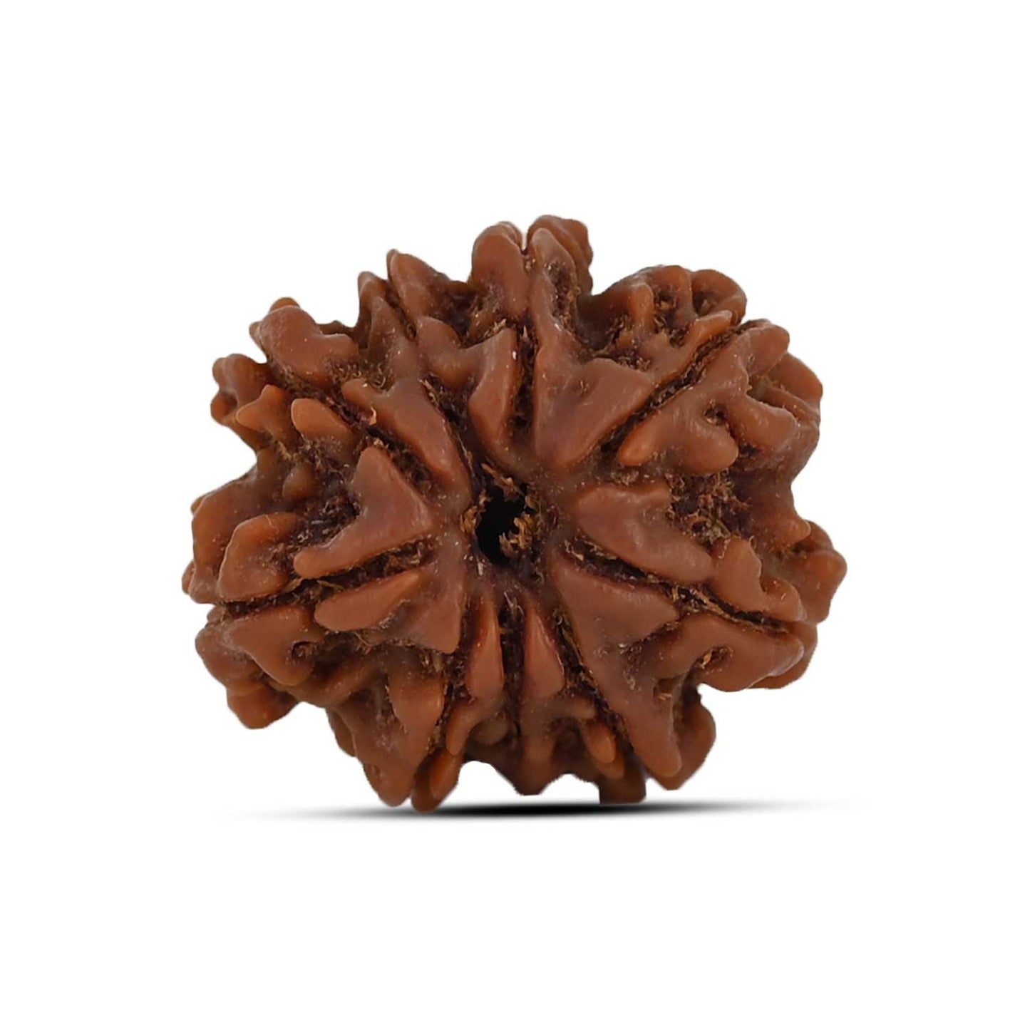 9 Mukhi Rudraksha (Nepal) 20.97 MM