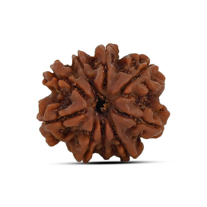 9 Mukhi Rudraksha (Nepal) 20.97 MM