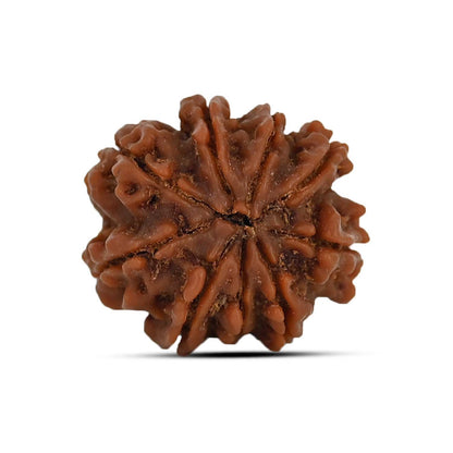 9 Mukhi Rudraksha (Nepal) 20.97 MM