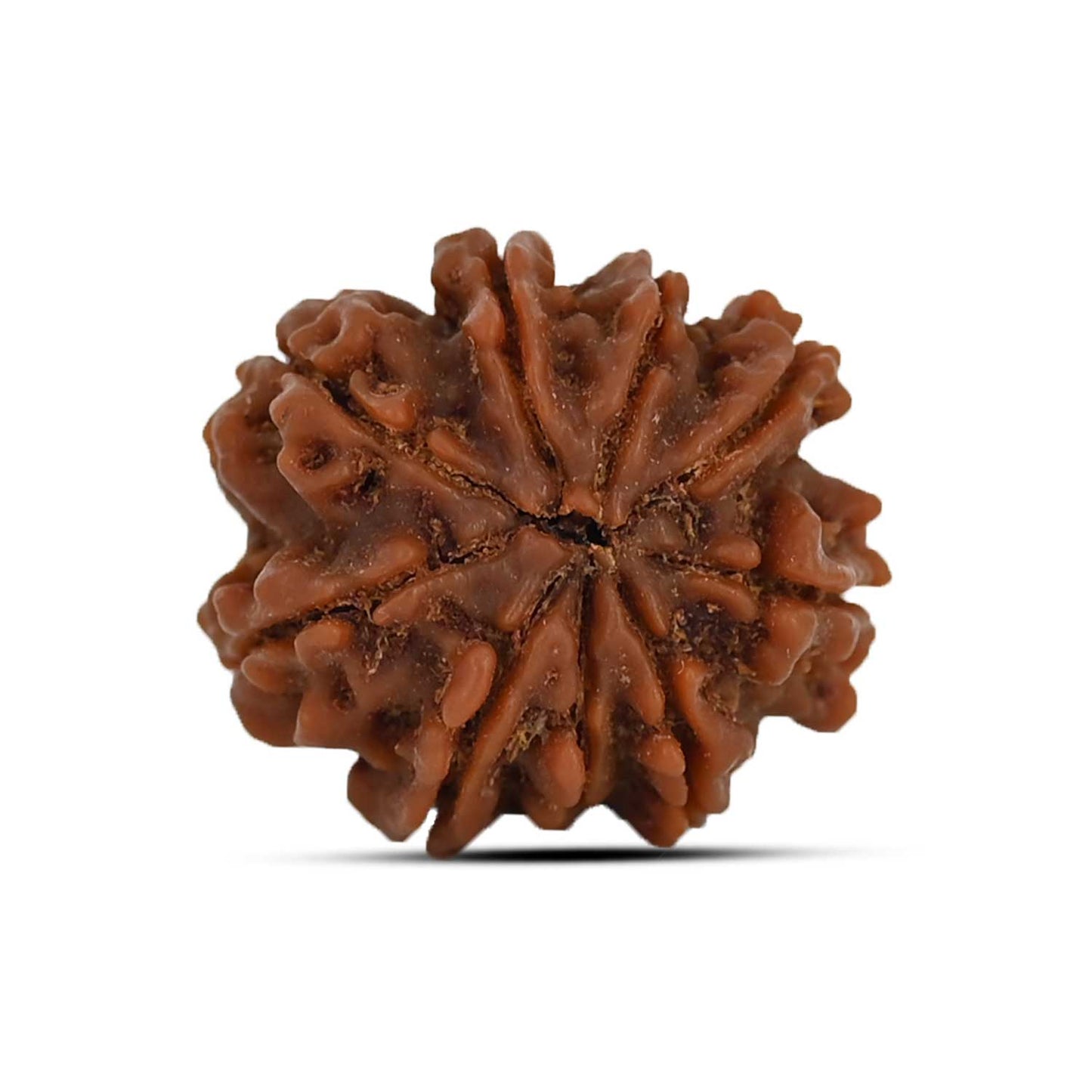 9 Mukhi Rudraksha (Nepal) 20.97 MM
