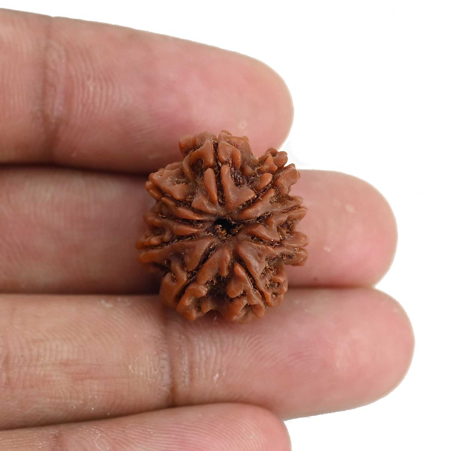 9 Mukhi Rudraksha (Nepal) 20.97 MM