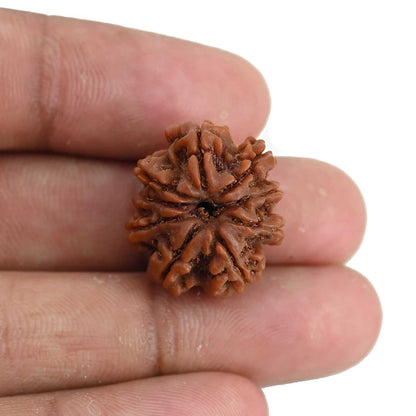 9 Mukhi Rudraksha (Nepal) 20.97 MM