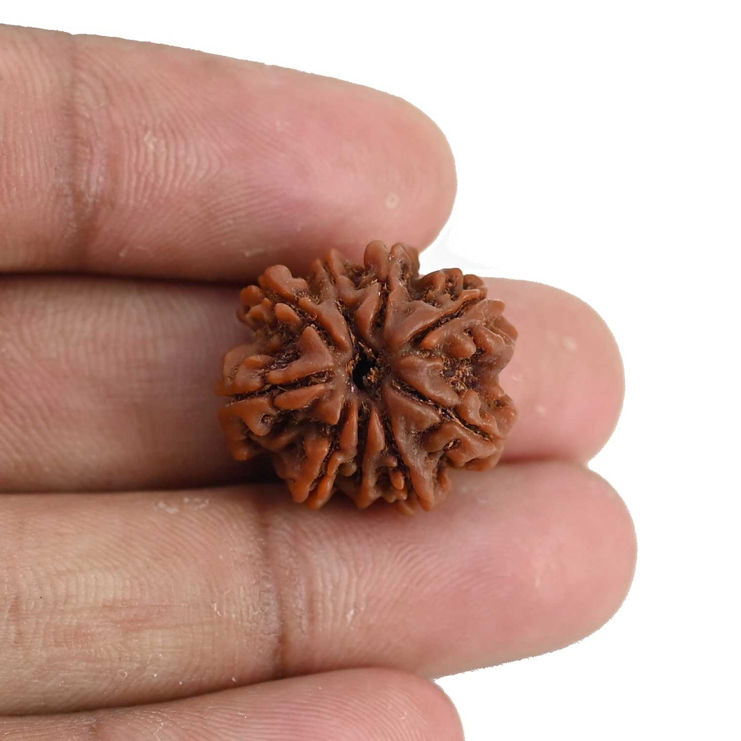 9 Mukhi Rudraksha (Nepal) 20.97 MM