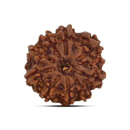 9 Mukhi Rudraksha (Nepal) 20.33 MM