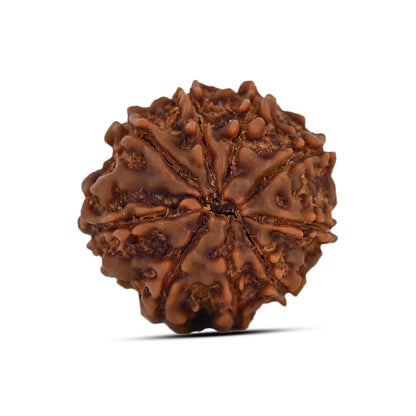 9 Mukhi Rudraksha (Nepal) 20.33 MM
