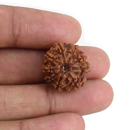9 Mukhi Rudraksha (Nepal) 20.33 MM