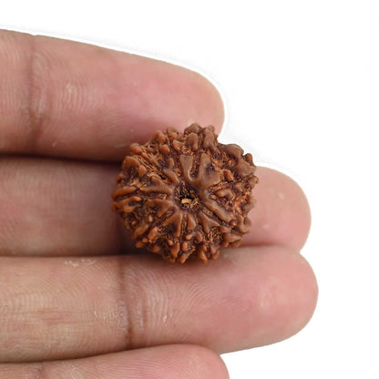 9 Mukhi Rudraksha (Nepal) 20.33 MM