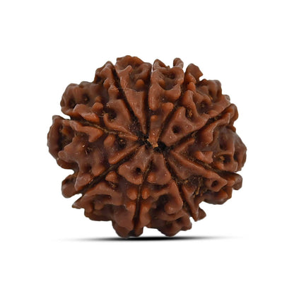 9 Mukhi Rudraksha (Nepal) 22.93 MM