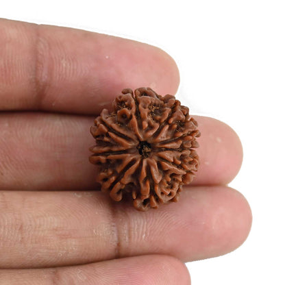 9 Mukhi Rudraksha (Nepal) 22.93 MM