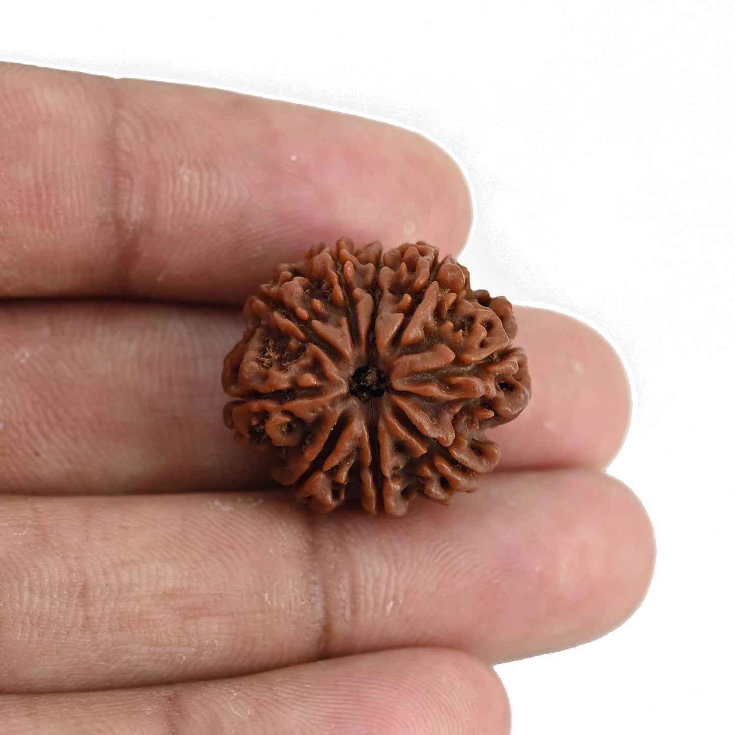 9 Mukhi Rudraksha (Nepal) 22.93 MM