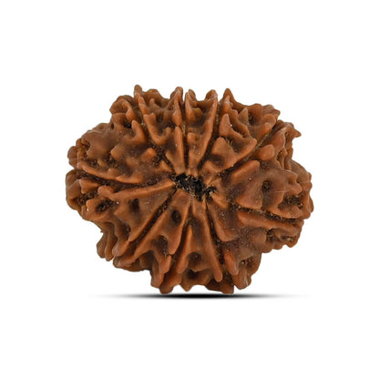 9 Mukhi Rudraksha (Nepal) 22.96 MM
