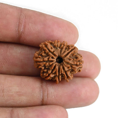 9 Mukhi Rudraksha (Nepal) 22.96 MM