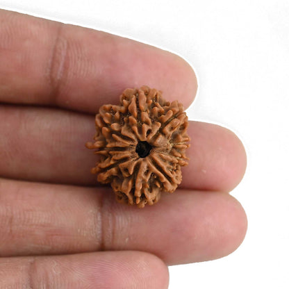 9 Mukhi Rudraksha (Nepal) 22.96 MM