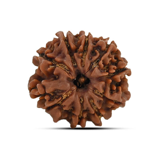 9 Mukhi Rudraksha (Nepal) 20.85 MM