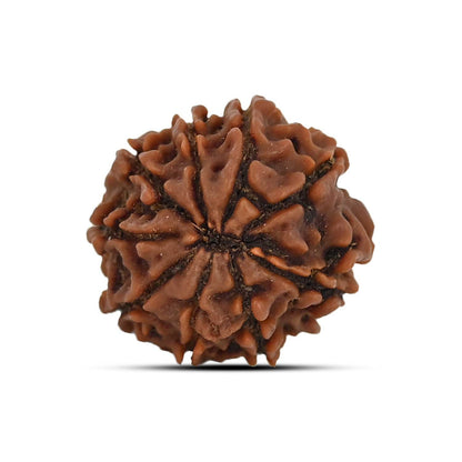 9 Mukhi Rudraksha (Nepal) 20.85 MM