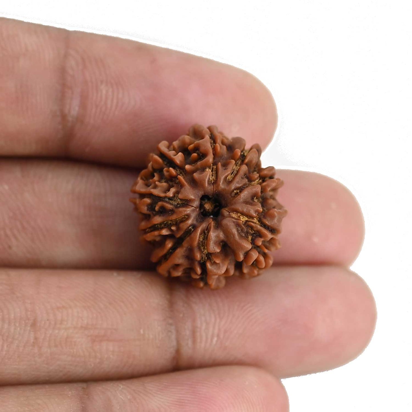 9 Mukhi Rudraksha (Nepal) 20.85 MM