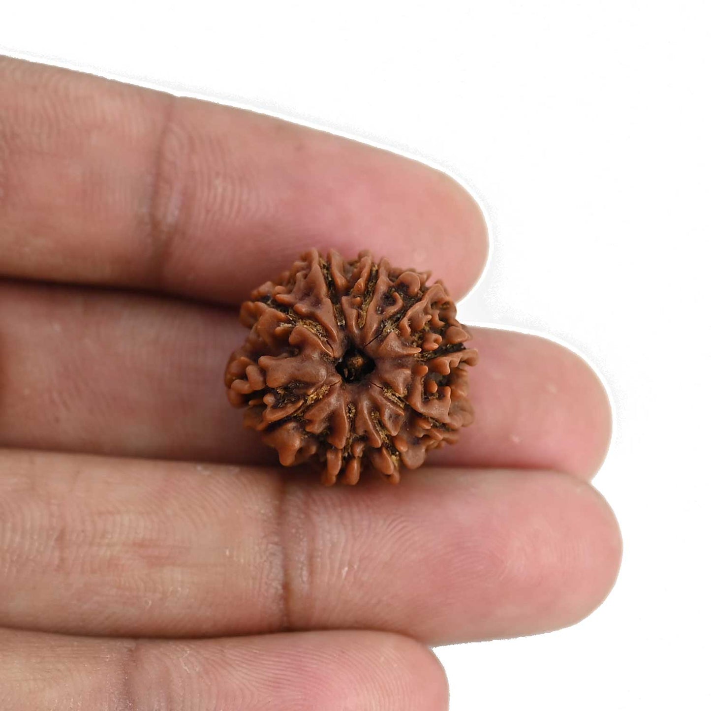 9 Mukhi Rudraksha (Nepal) 20.85 MM