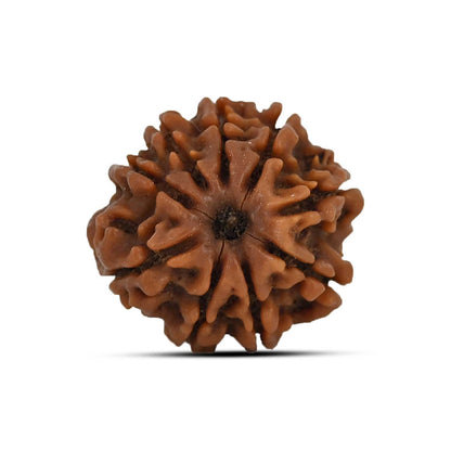9 Mukhi Rudraksha (Nepal) 23.27 MM