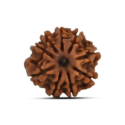 9 Mukhi Rudraksha (Nepal) 23.27 MM