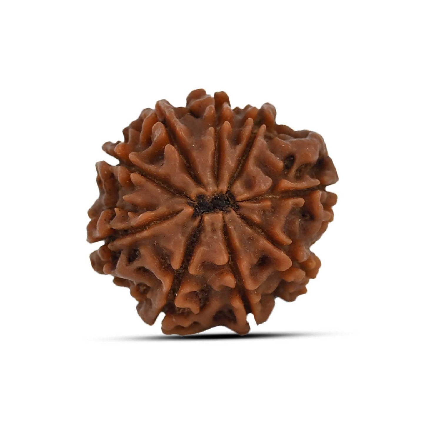 9 Mukhi Rudraksha (Nepal) 23.27 MM