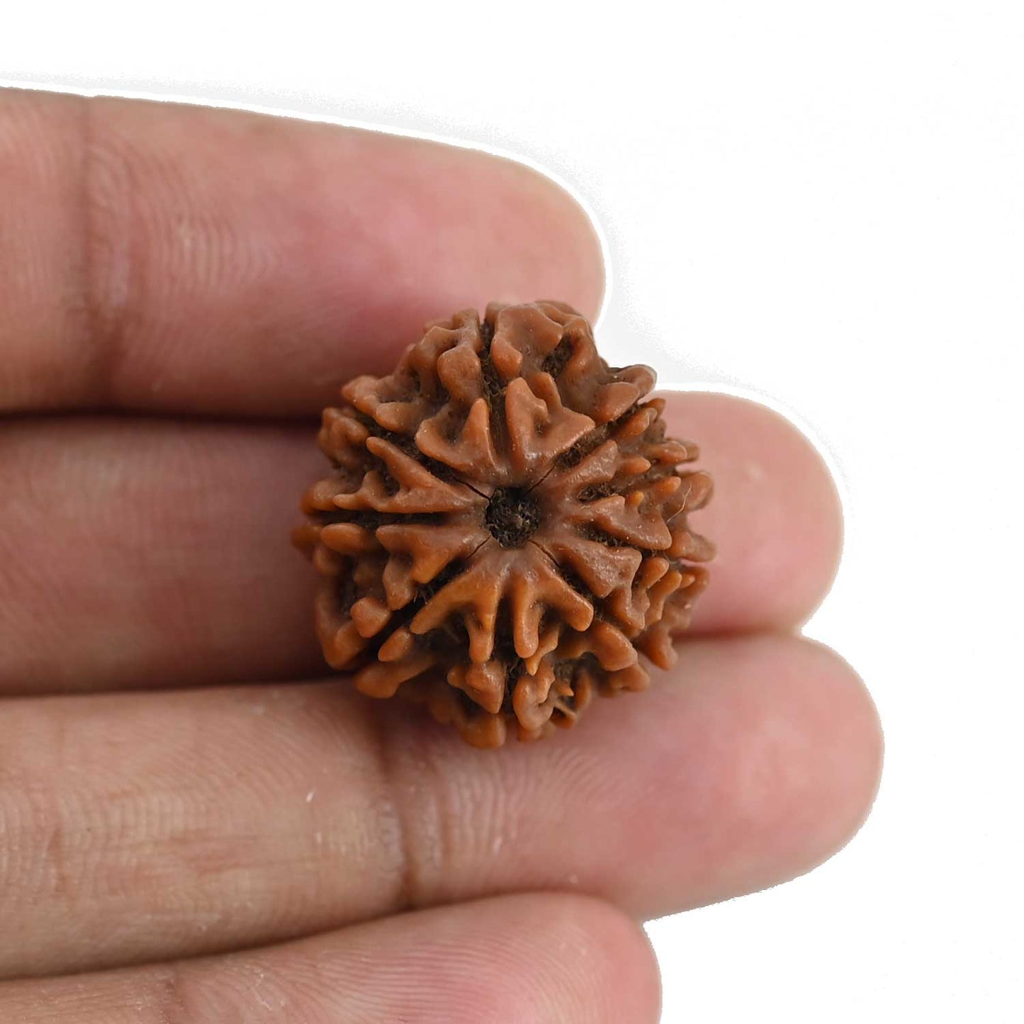 9 Mukhi Rudraksha (Nepal) 23.27 MM