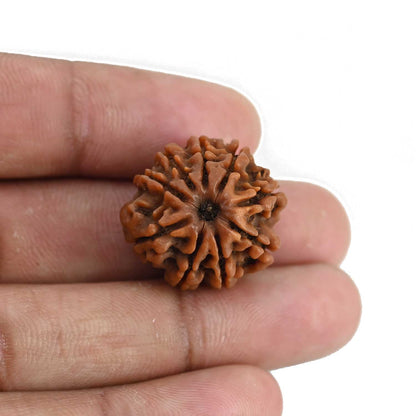 9 Mukhi Rudraksha (Nepal) 23.27 MM