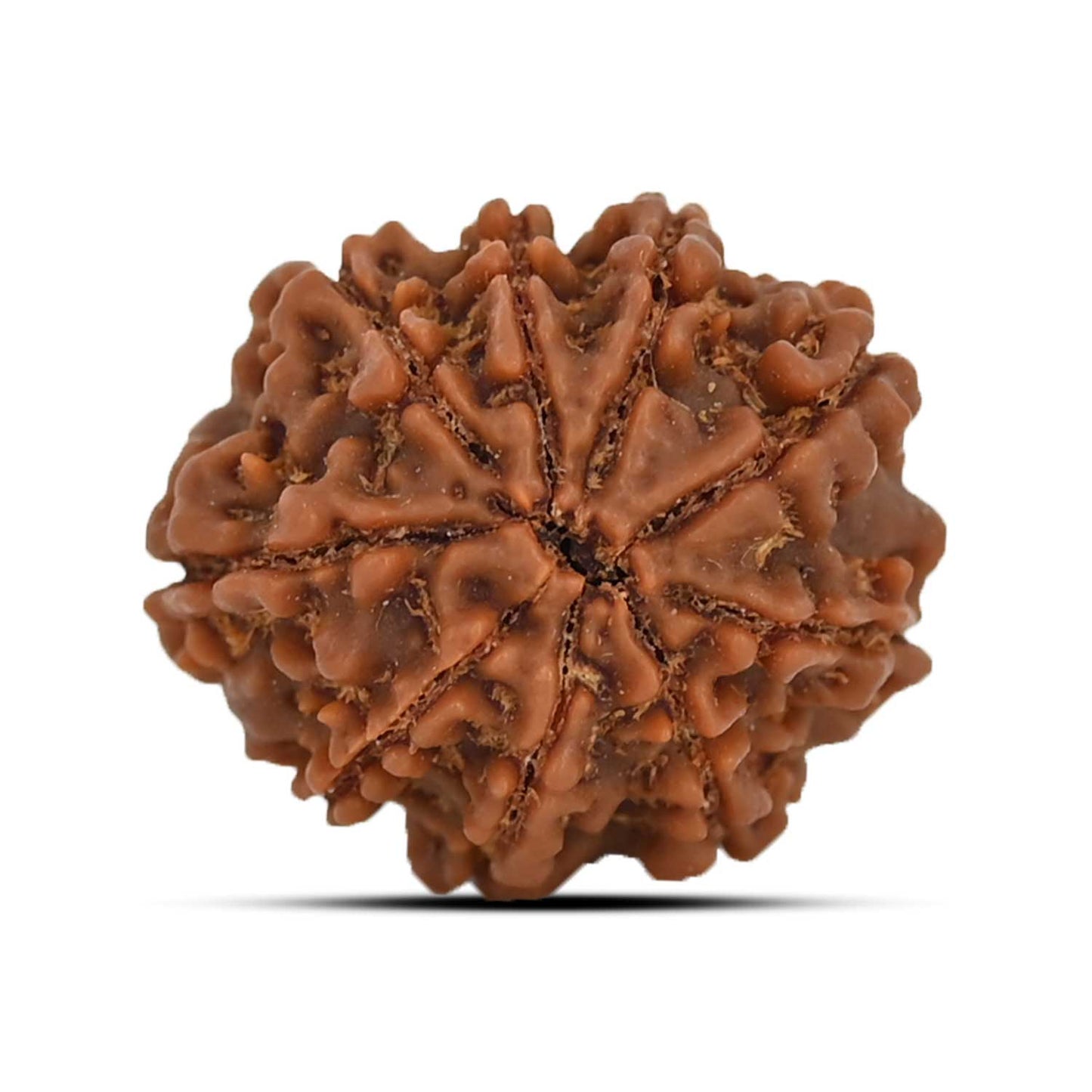 9 Mukhi Rudraksha (Nepal) 22.49 MM