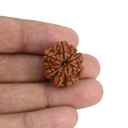 9 Mukhi Rudraksha (Nepal) 22.49 MM
