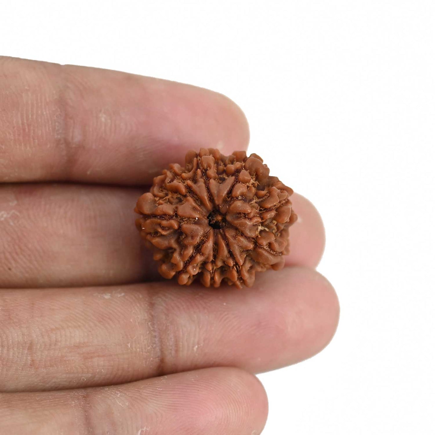 9 Mukhi Rudraksha (Nepal) 22.49 MM