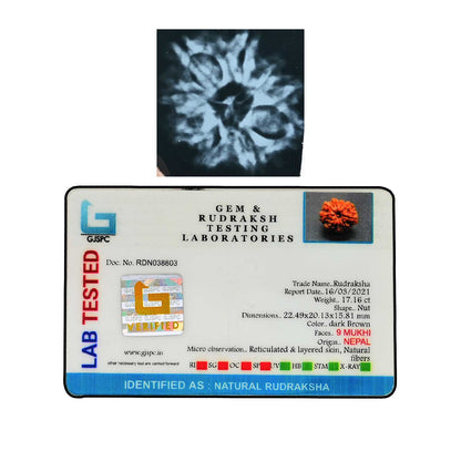 9 Mukhi Rudraksha (Nepal) 22.49 MM