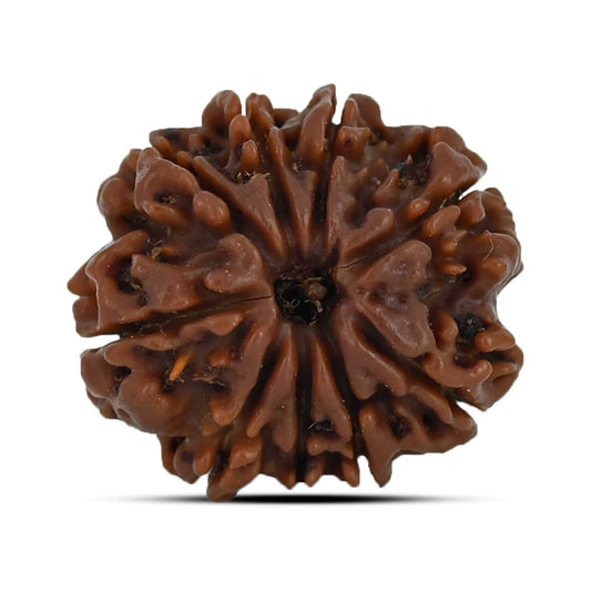 9 Mukhi Rudraksha (Nepal) 22.38 MM