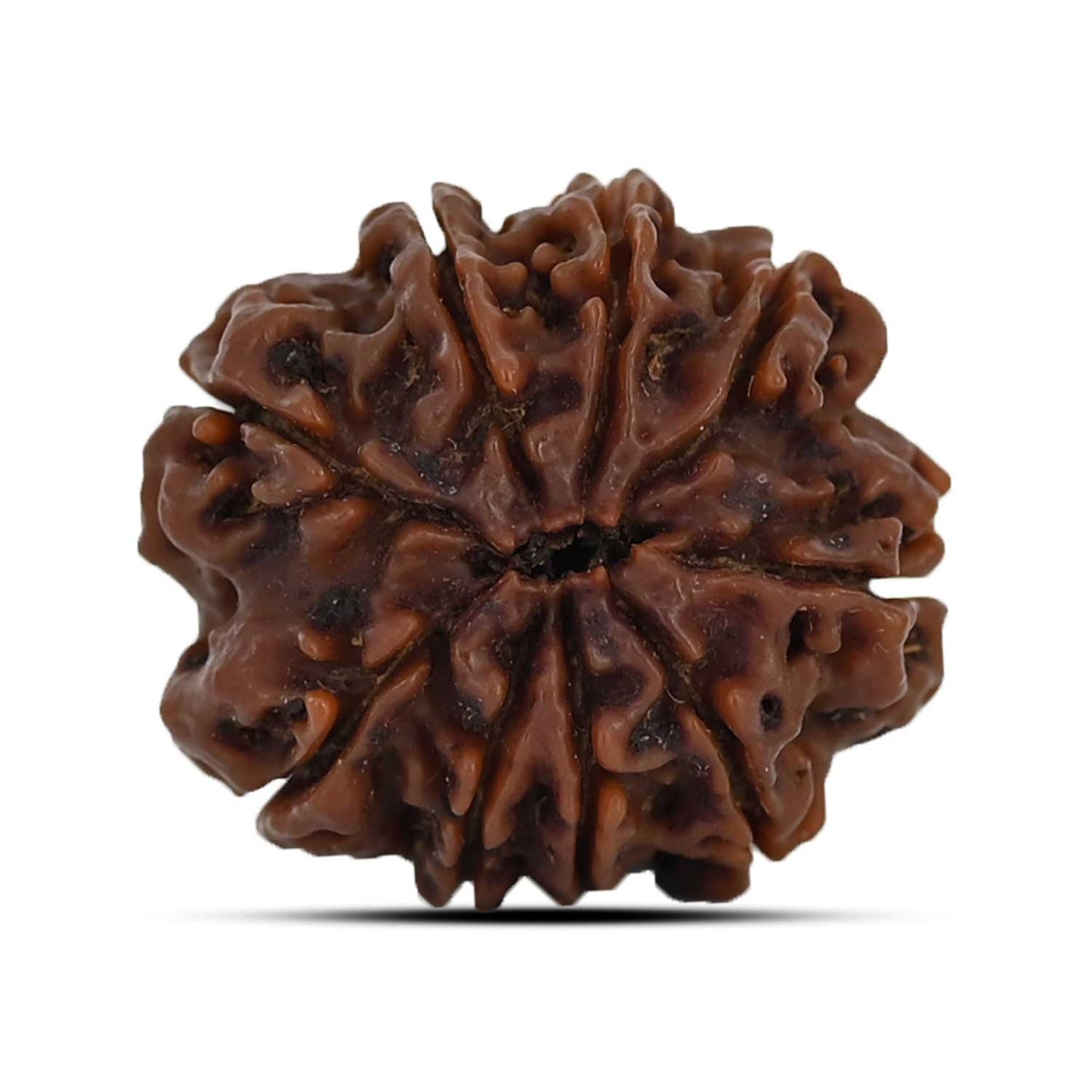9 Mukhi Rudraksha (Nepal) 22.38 MM