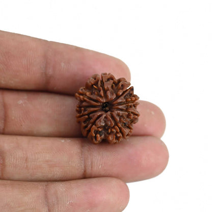 9 Mukhi Rudraksha (Nepal) 22.38 MM
