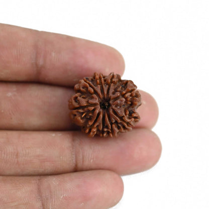 9 Mukhi Rudraksha (Nepal) 22.38 MM