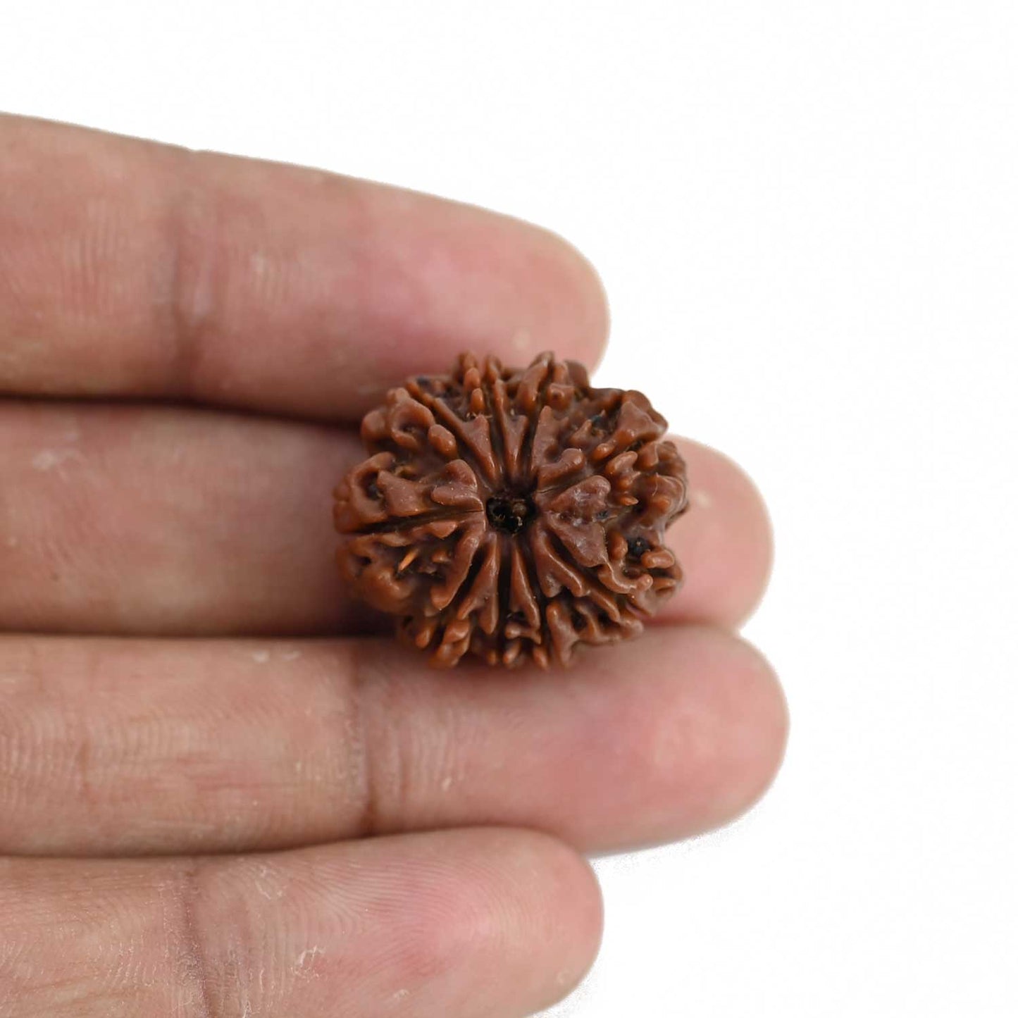 9 Mukhi Rudraksha (Nepal) 22.38 MM