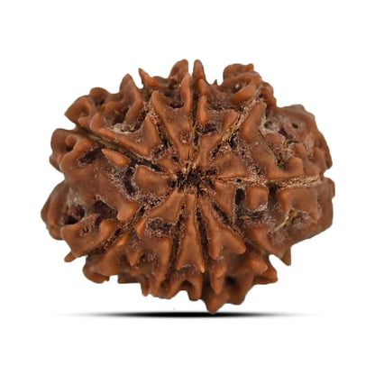 9 Mukhi Rudraksha (Nepal) 21.72 MM