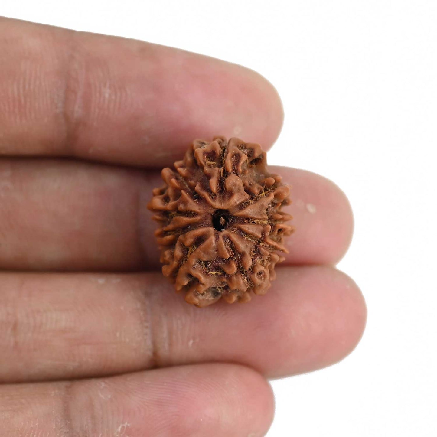 9 Mukhi Rudraksha (Nepal) 21.72 MM