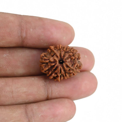 9 Mukhi Rudraksha (Nepal) 21.72 MM