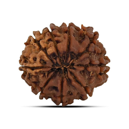 9 Mukhi Rudraksha (Nepal) 21.44 MM