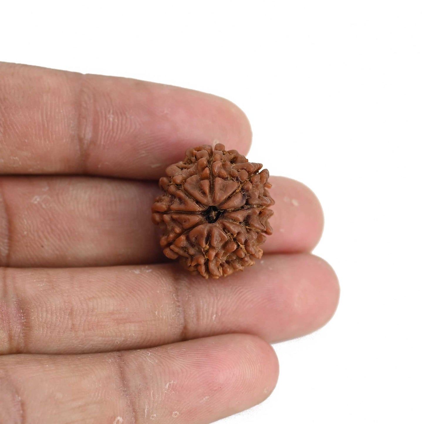 9 Mukhi Rudraksha (Nepal) 21.44 MM