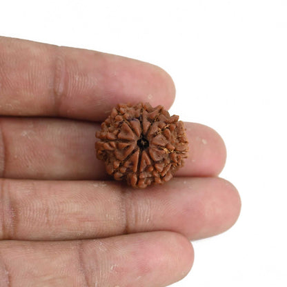 9 Mukhi Rudraksha (Nepal) 21.44 MM
